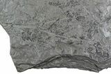 Pennsylvanian Fossil Plant & Bivalve Plate - Kinney Quarry, NM #80514-4